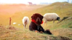 Tibetanski mastiff (fotografija): modrost od globin stoletja in izredne predanosti
